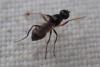 Sepsis sp.